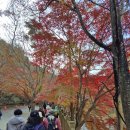 내장사 &amp; 옥정호 출렁다리 [251113] 이미지