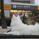 바보형제쭈꾸미(일산점) 네이버블로그