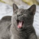 도도한고양이 이미지