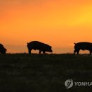 황금축산 이미지