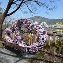 장안벚꽃길 이미지