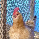 왕성농장 이미지