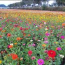 네잎클로버 이미지