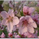 복숭아꽃 살구꽃 이미지