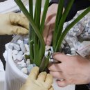 인삼광장 이미지