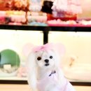 다나펫샵 이미지