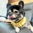 빠박이 애견미용 이미지