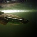 원벨리캣 이미지