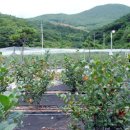 옥종농장 이미지