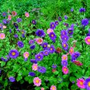 우리 카 랜드 이미지