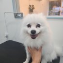 뚜뚜애견 네이버블로그