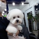 산성애견 이미지