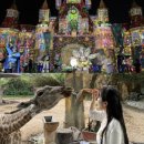 호랑이 태권도장 | [나트랑 빈원더스 후기] 타타쇼 VIP석 관람후기, 동물원, 카피바라, 버드쇼