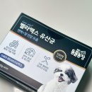 SBS TV 동물농장 방영제품! 장 건강을 위한 벨라맥스 강아지 유산균 급여 후기
