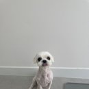 이뻐질개 | 산책 후 바로 OK! 거북공원 인근 애견미용 이뻐질개