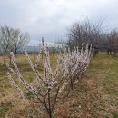 앵두나무/나무시장@흥해조경 이미지