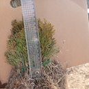 에메랄드그린 동백나무 블루엔젤 블루에로우 2022 특 묘목 판매 이미지