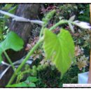 노을과포도향기 이미지