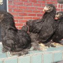 신라부화장 이미지