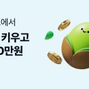 돈나무 세명 이미지