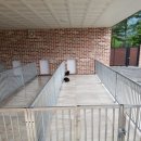 프라임킴 프렌치 불독 이미지