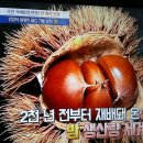가을보약 밤,노화예방,밤/chestnut for tonic of autumn/기치유센터 이미지