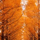 바지랑대 이미지