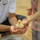 새한목장 이미지