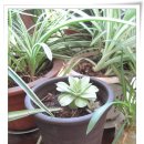 갈릴리농장 이미지