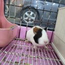 우진펫 이미지