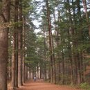 오대산 달빛 이미지