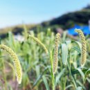 박득순미술관펜션 이미지