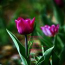 꽃밭에서 이미지