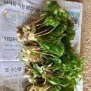 강원도 고산 두릅.엄나무순 판매합니다 이미지