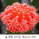 선인장 이미지