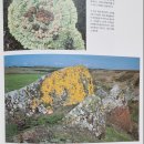 북도면 장봉리 재활용 선별장 | [73] 장봉도(長峯島)③ 작은 멀곶 결정질석회암(結晶質石灰巖)