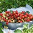 흥농농장 | 지금까지 가봤던 평택 체리농장이예요~