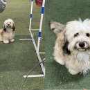 털뭉치 이미지