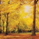 법원부동산경공매(총론_기초) | 21. 신용관리사 시험 제2과목 채권관리방법 출제경향