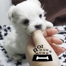 몽글몽글 이미지