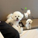 댕그르르 이미지