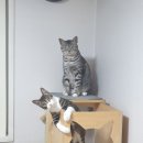 클린냥이 이미지