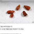 마트에서 구입한 페페론치노에서 씨앗 강제 추출 후 발아시키는 과정 (진짜 흥미진진함) 이미지