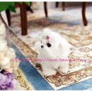 리틀애견타운 이미지