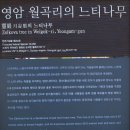 20200413 영암 월곡리 느티나무 - 천연기념물 이미지