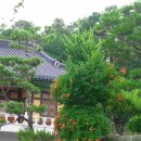 〔수원시〕 능소화(凌宵花)(6) - 봉녕사(奉寧寺)