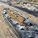 이연 | 과수채소식물영양제 이연테크 싱싱칼 사용후기