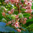 마로니에 이미지