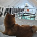 경주미담한옥펜션