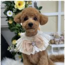 우리동네 펫샵 이미지